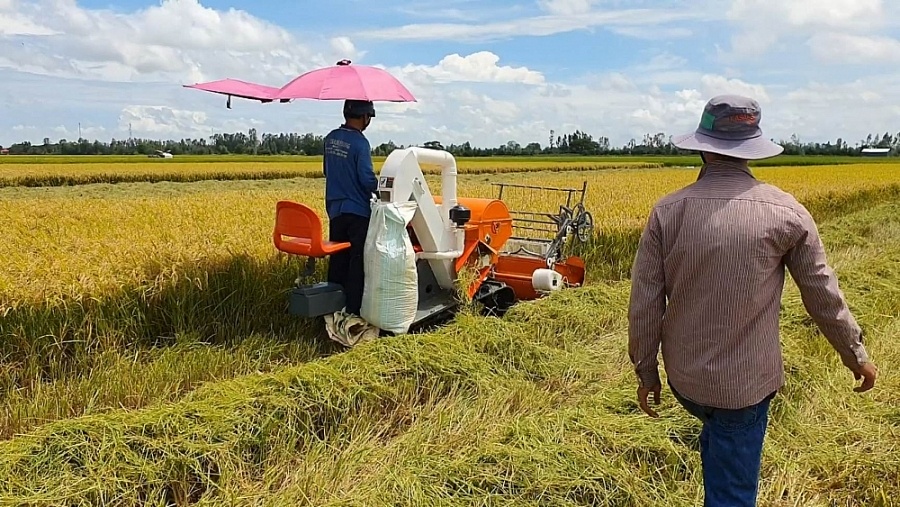 Giá lúa gạo hôm nay ngày 29/1: Giá lúa gạo đi ngang
