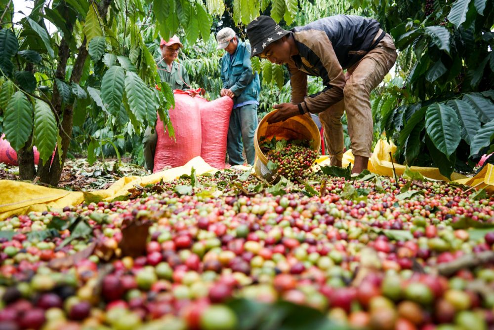 Giá cà phê ngày 30/1: Giảm 200 đồng/kg