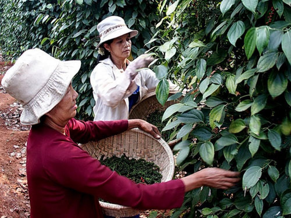 Giá tiêu hôm nay 30/1: Tiếp tục chuỗi giảm sâu, trong nước neo ở ngưỡng 53.000/kg