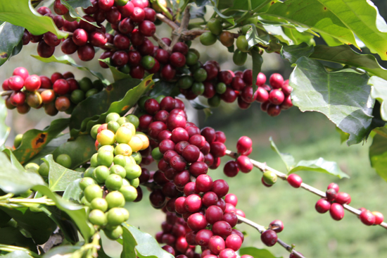 Giá cà phê ngày 31/1: Cao nhất 31.500 đồng/kg.