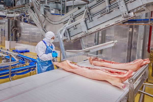 Giá lợn hơi hôm nay 31/1: Đồng loạt giảm giá trên cả ba miền