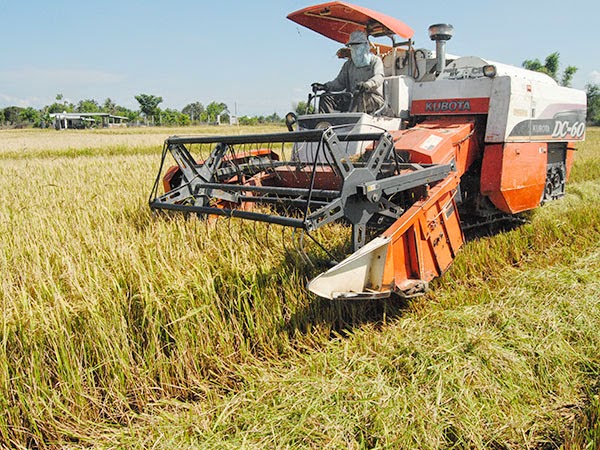 Giá lúa gạo ngày 31/1: Cuối tuần giao dịch chững lại