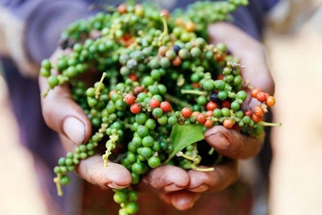 Giá tiêu ngày 1/2: Ttrong khoảng 51.000 - 53.500 đồng/kg