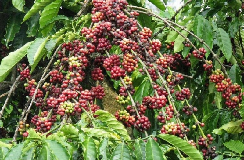 Giá cà phê ngày 2/2: Đồng loạt tăng mạnh, trong nước áp sát mốc 32 triệu đồng/tấn