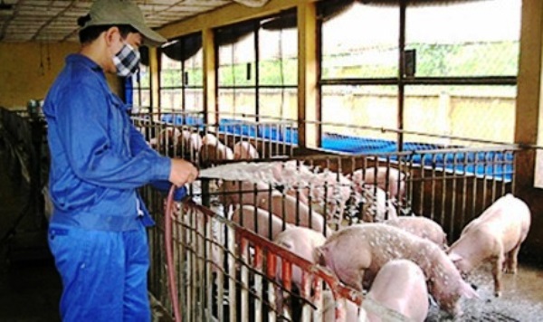 Giá lợn hơi ngày 2/2: Đà giảm tiếp diễn trên phạm vi cả nước