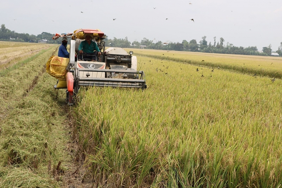 Giá lúa gạo ngày 2/2: Giá lúa trong nước chững
