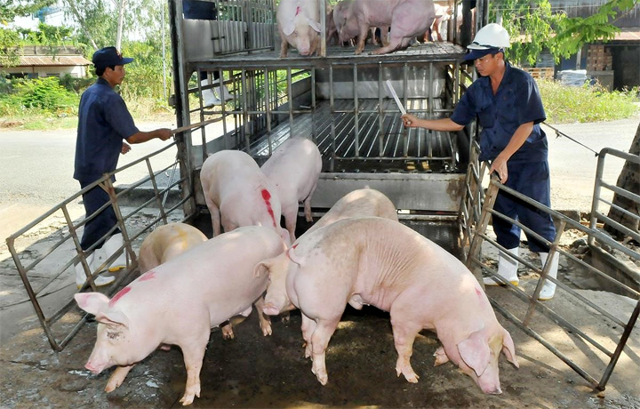 Giá lợn hơi ngày 3/2: Tiếp tục giảm ở rải rác một số địa phương