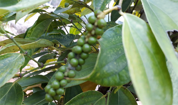 Giá tiêu ngày 3/2: Trong khoảng 51.000 - 53.500 đồng/kg.