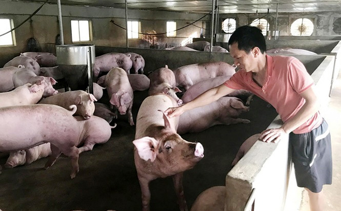 Giá lợn hơi ngày 4/2/2021: Đi ngang, dao động trong khoảng 80.000 - 83.000 đồng/kg