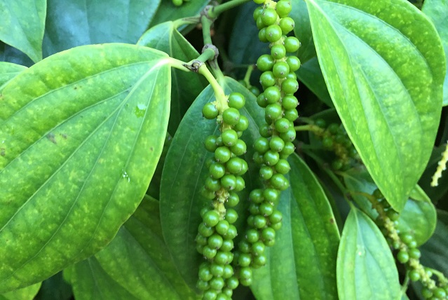 Giá tiêu ngày 4/2: Giữ ổn định