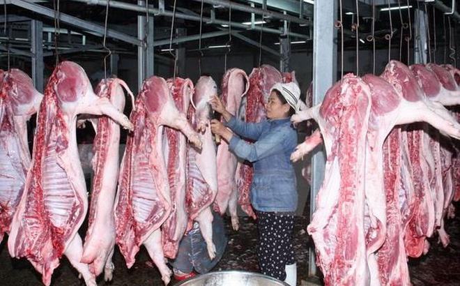 Giá lợn hơi ngày 5/2: Quay đầu giảm ở một số tỉnh thành