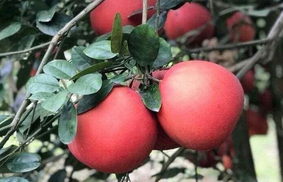 “Bưởi tiến vua” Luận Văn vào vụ Tết