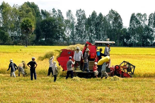 Giá lúa gạo ngày 7/2: Nhu cầu giảm, giá lúa gạo đi ngang