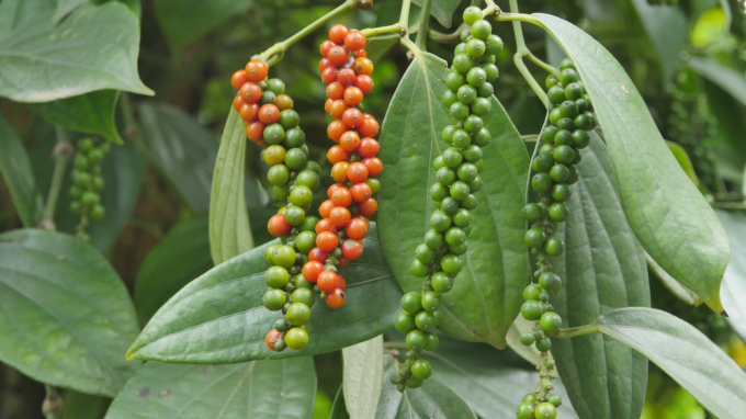 Giá tiêu ngày 7/2: Trong khoảng 51.000 - 53.500 đồng/kg.