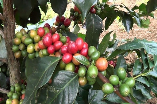 Giá cà phê ngày 8/2: Cao nhất 31.800 đồng/kg