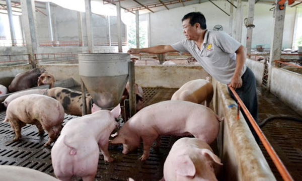 Giá lợn hơi ngày 8/2: Tiếp tục giảm rải rác trên phạm vi cả nước