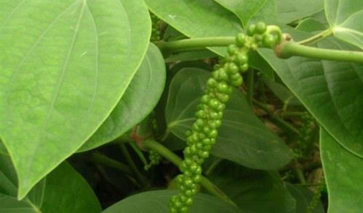 Giá tiêu hôm nay 8/2: Trong khoảng 51.000 - 53.500 đồng/kg.