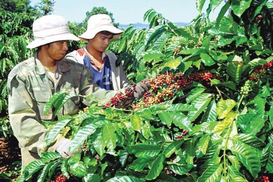 Giá cà phê hôm nay 11/2: Tăng 200 - 300 đồng/kg, cán mốc 32 triệu đồng/tấn