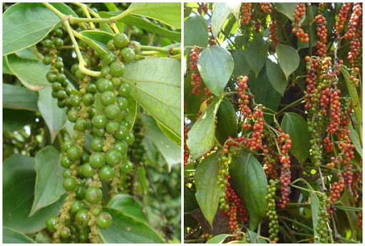 Giá tiêu ngày 11/2: Quanh mốc 52.000 đồng/kg
