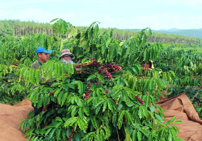 Giá cà phê hôm nay 17/2: Robusta hồi phục, Arabica tăng cao nhất tuần