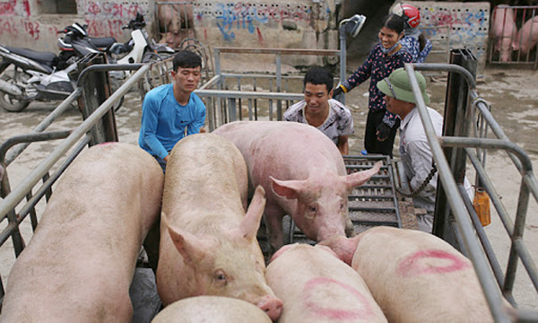 Giá lợn hơi hôm nay 17/2/2021: Cả 3 miền đồng loạt tăng