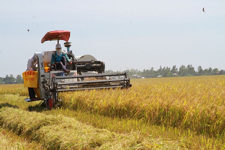 Giá lúa gạo ngày 18/2: Giá lúa Đông Xuân có xu hướng tăng