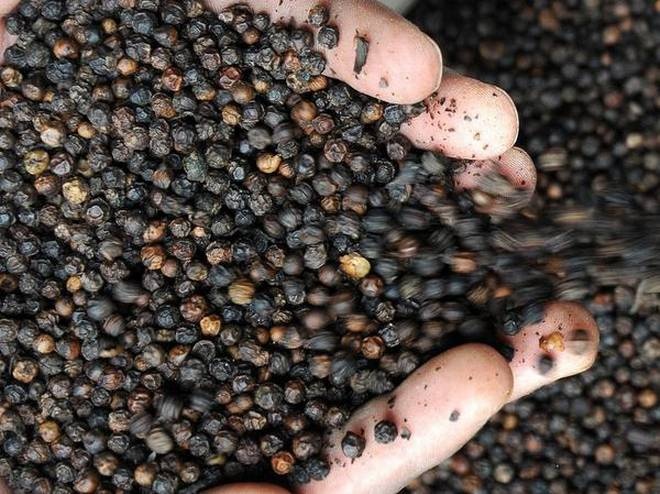 Giá tiêu ngày 19/2: Tăng ở nhiều nơi