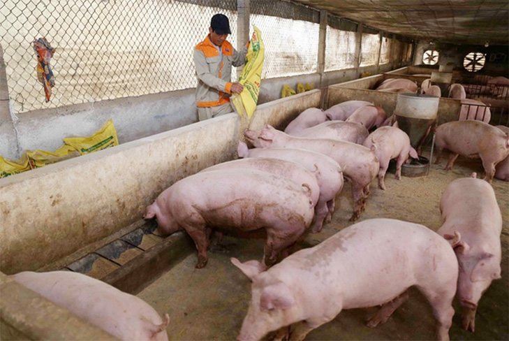 Giá lợn hơi ngày 20/2: Tiếp tục giảm, thấp nhất 74.000 đồng/kg