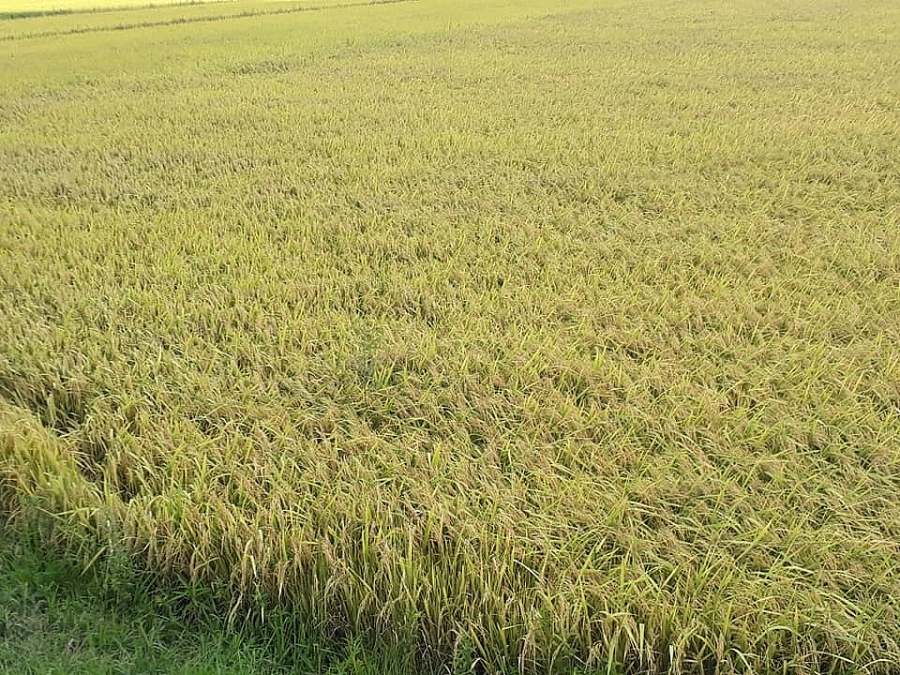 Giá lúa gạo ngày 20/2: Giá lúa nếp tươi giảm nhẹ