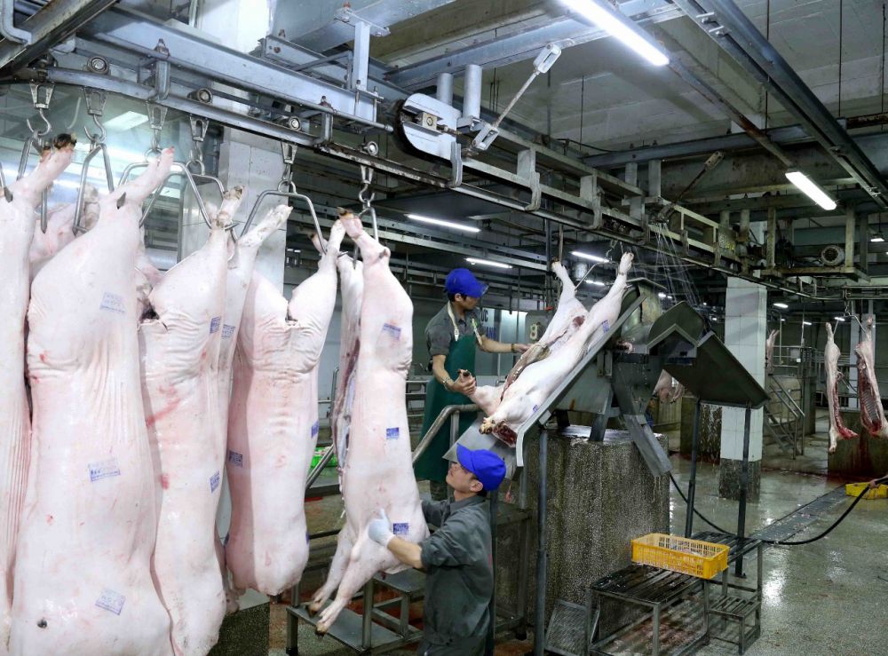 Giá lợn hơi ngày 21/2: Giảm nhẹ