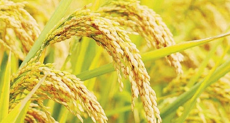 Giá lúa gạo ngày 23/2: Giá lúa giảm nhẹ, giá gạo tăng