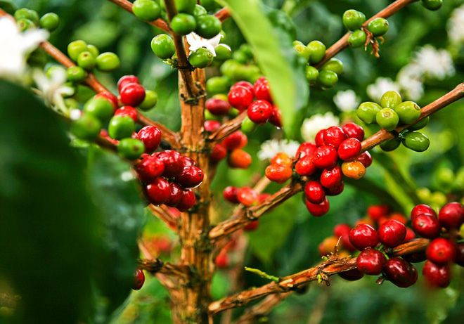 Giá cà phê ngày 25/2: Robusta tiếp tục tăng, trong nước cán mốc 33 triệu đồng/tấn