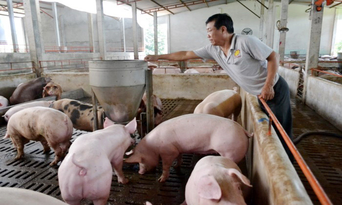 Giá heo hơi ngày 25/2: Cả 3 miền giảm từ 1.000 - 2.000 đồng/kg