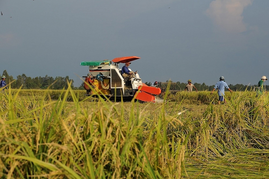 Giá lúa gạo ngày 25/2: Giảm 100 - 200 đồng/kg