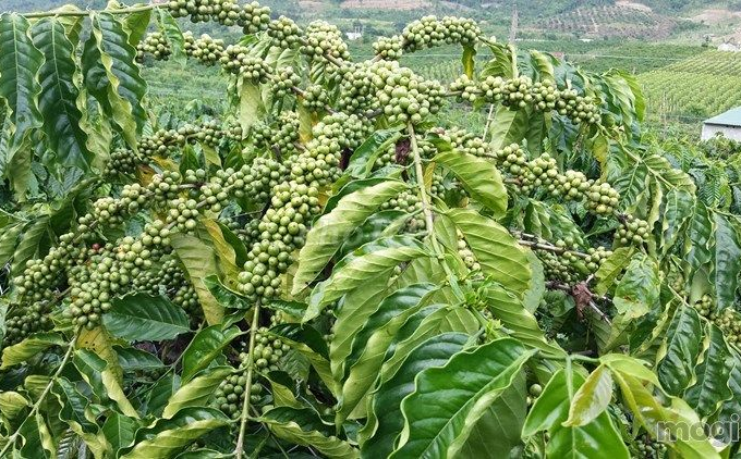 Giá cà phê ngày  26/2: Robusta tiếp chuỗi đà tăng ấn tượng