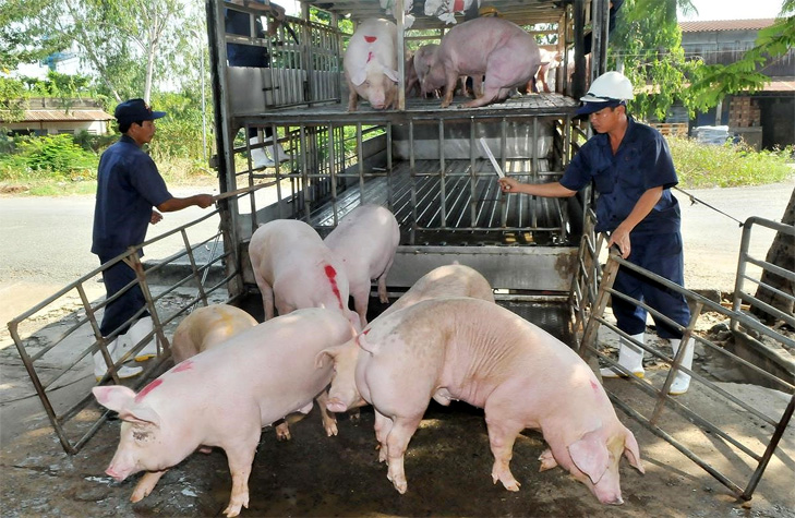 Giá lợn hơi ngày28/2: Dao động trong khoảng 75.000 - 78.000 đồng/kg