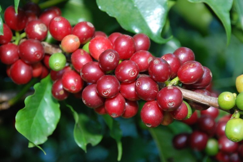 Giá cà phê ngày1/3: Trong khoảng 32.400 - 33.000 đồng/kg.