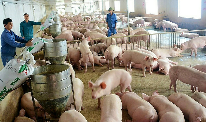 Giá lợn hơi ngày 2/3: Giảm nhẹ