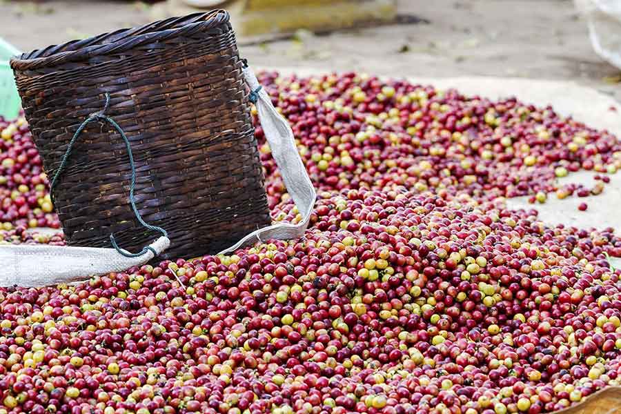 Giá cà phê ngày 3/3: Trong khoảng 31.900 - 32.600 đồng/kg