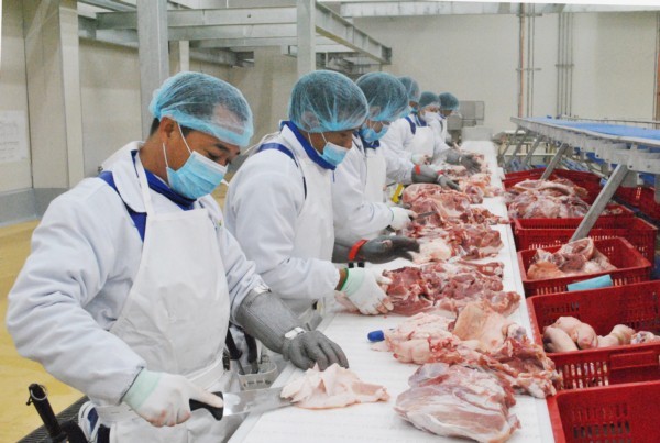 Giá lợn hơi ngày 3/3: Ba miền đồng loạt chững giá