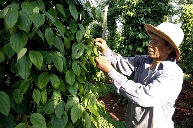 Giá tiêu hôm nay 4/3: Tiếp tục tăng, chạm mốc 57.000 đồng/kg