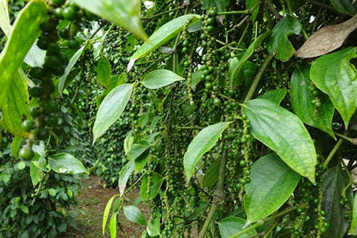 Giá tiêu ngày 6/3: Thị trường điều chỉnh sau thời gian tăng nóng, dự báo giá tiêu vẫn còn tăng