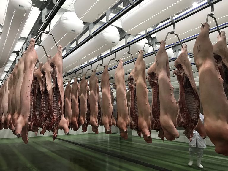 Giá lợn hơi ngày 8/3: Điều chỉnh trái chiều ở cả ba miền