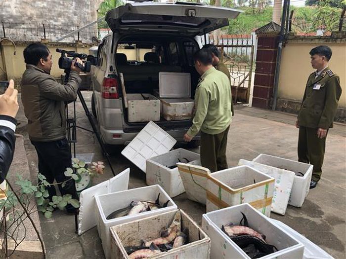 Ban chỉ đạo 389 quốc gia: Tăng cường kiểm tra hoạt động nhập khẩu và kinh doanh cá tầm