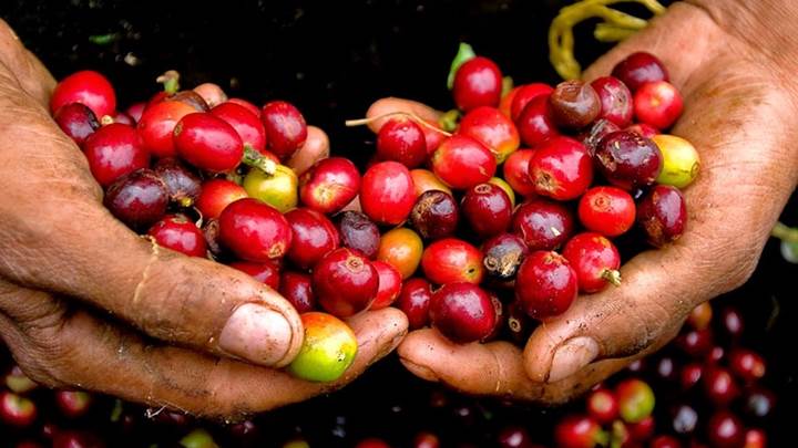 Giá cà phê ngày 9/3: Trong khoảng 31.500 - 32.100 đồng/kg.