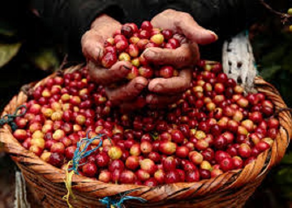 Giá cà phê ngày 10/3: Trong khoảng 32.300 - 33.100 đồng/kg