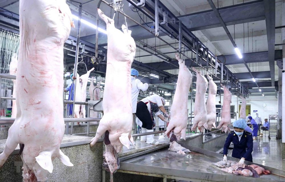 Giá lợn hơi ngày 11/3: Giảm nhẹ tại miền Bắc và miền Trung, Tây Nguyên