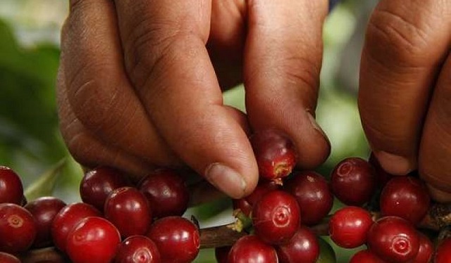 Giá cà phê ngày 13/3: Arabica tiếp tục tăng, trong nước giảm nhẹ, cao nhất 32.700 đồng/kg