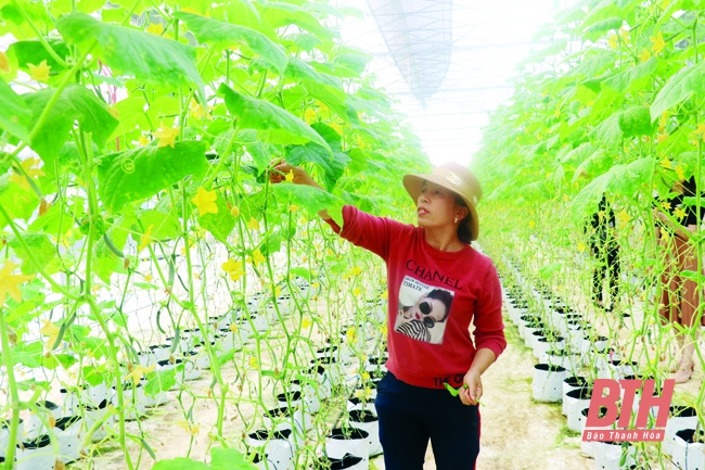 Thanh Hóa: Xác định 110 sản phẩm ưu thế “tạo nguồn” cho Chương trình OCOP