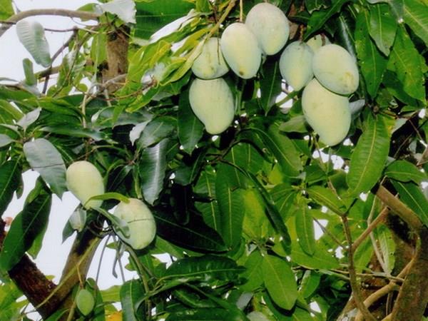 Giá xoài tại Đồng Tháp giảm mạnh